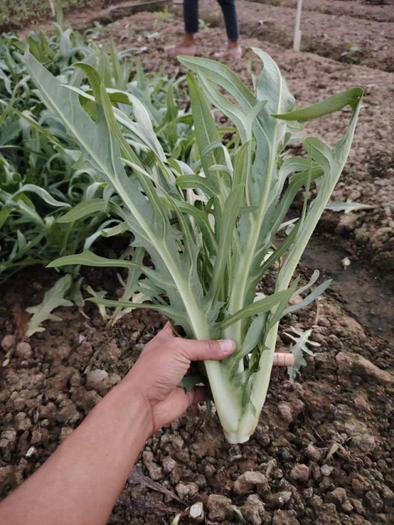 正宗博白甜麦菜