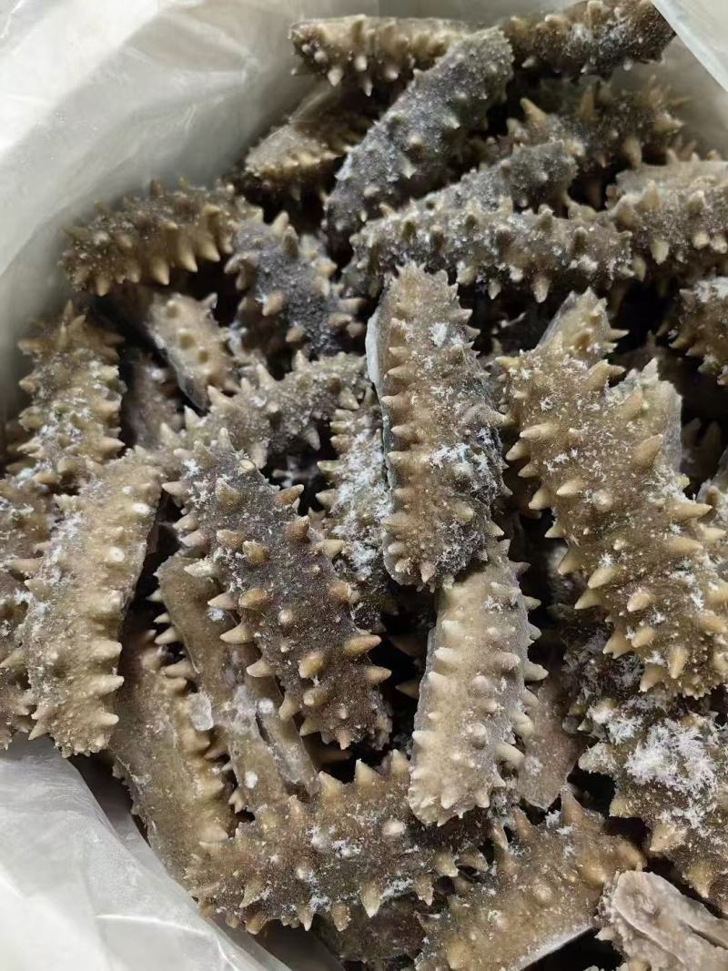 鲜食海参2025货源充足质量保证欢迎咨询