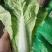 【快菜】山东快菜一手货源常年有货现场看货挑货满意为止按需打包