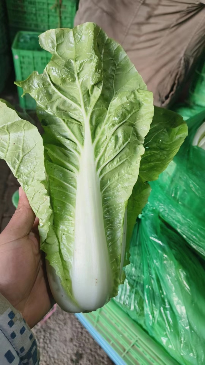 【快菜】山东快菜一手货源常年有货现场看货挑货满意为止按需打包