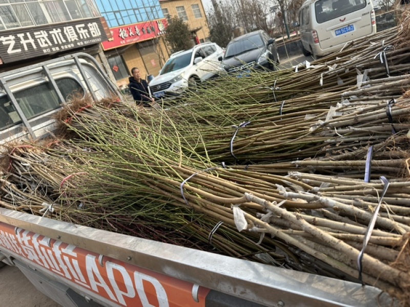 黄桃苗南北方都可种植超甜极丰产自花授粉，欢迎联系