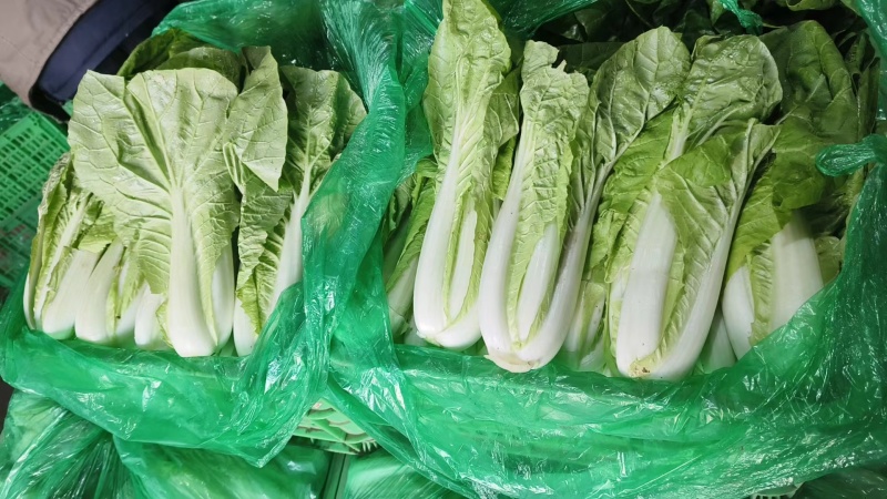 【小白菜】山东小白菜无黑点虫眼病虫害毛菜净菜纸箱泡沫箱都可