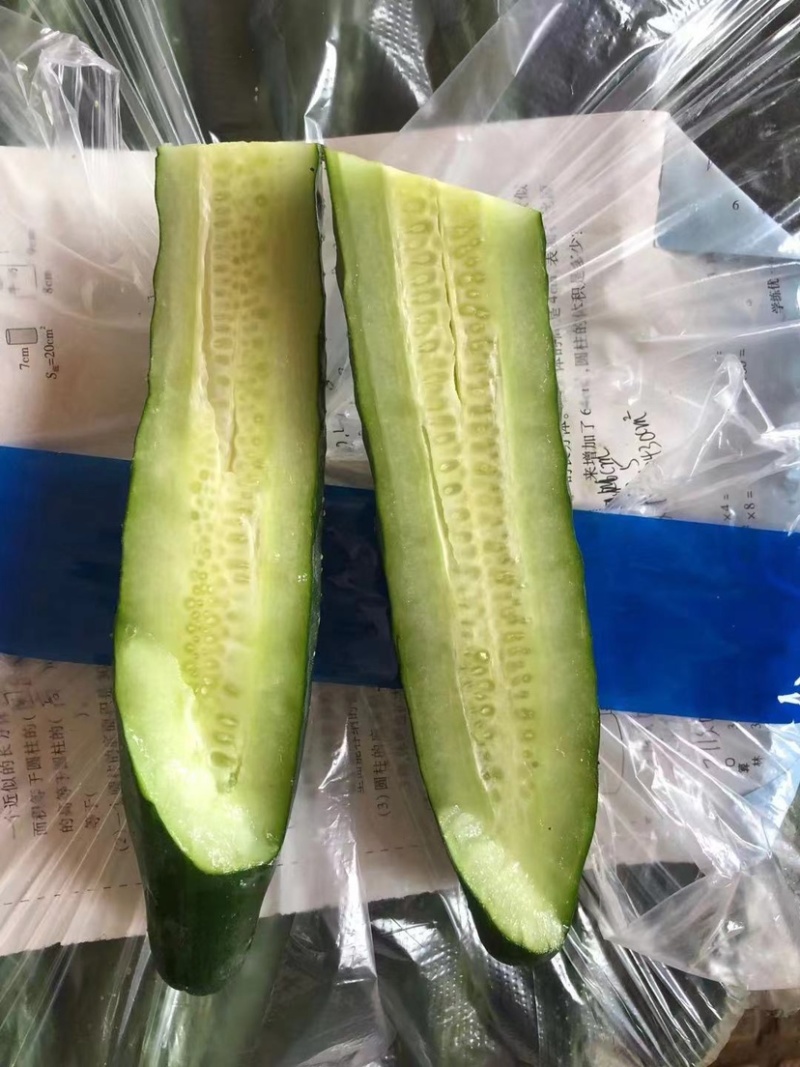 广东徐闻精品黄瓜，大量上市，全国发货，质量保证