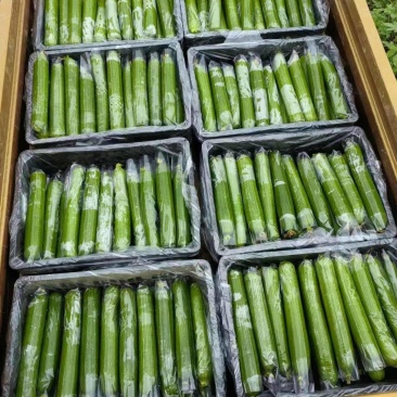 精品油皮丝瓜
