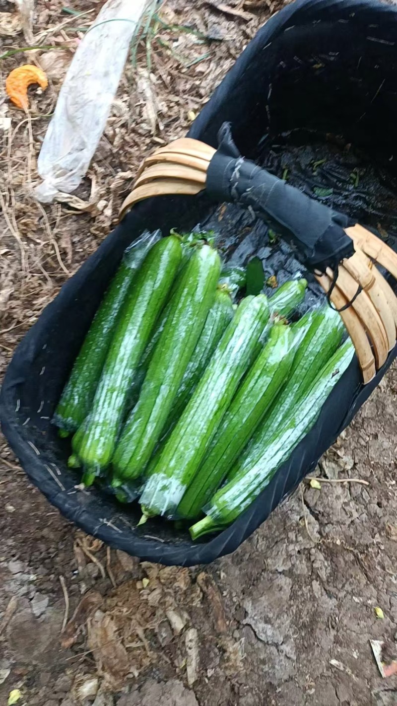 精品油皮丝瓜