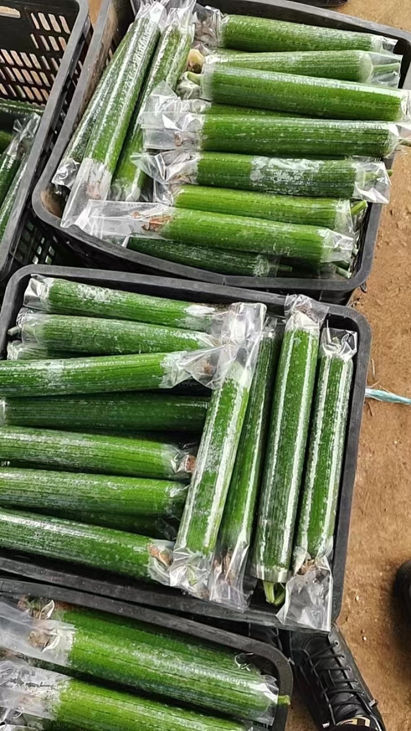 精品油皮丝瓜