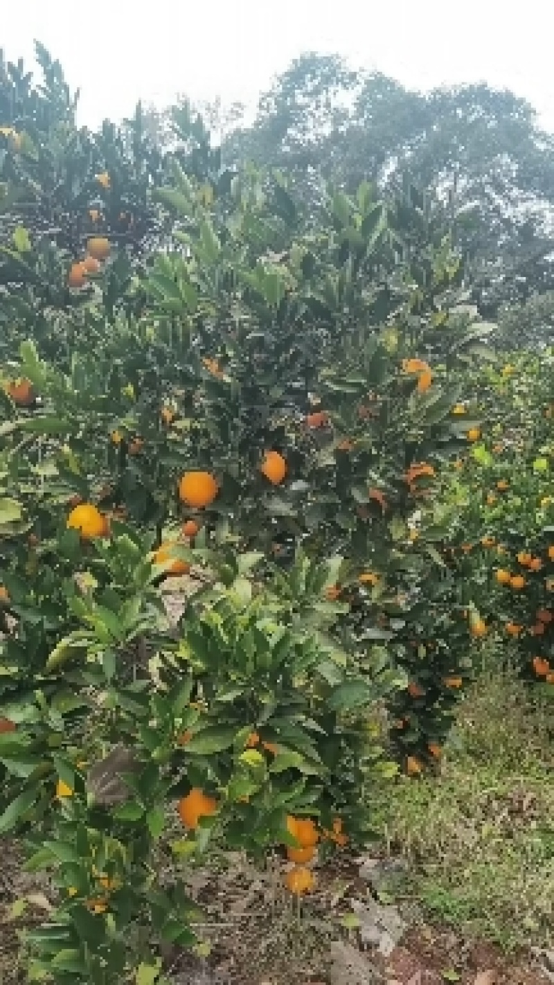 椪柑