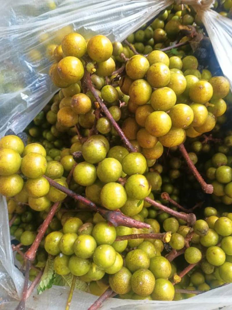 新鲜黄柏种子，优质原产地，种植养护简单，助您打造绿色家园，