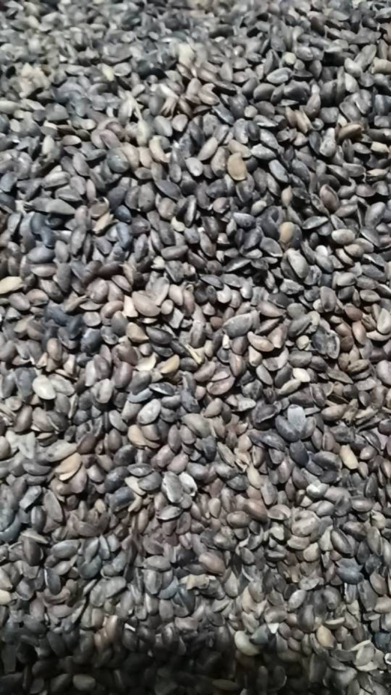 新鲜黄柏种子，优质原产地，种植养护简单，助您打造绿色家园，