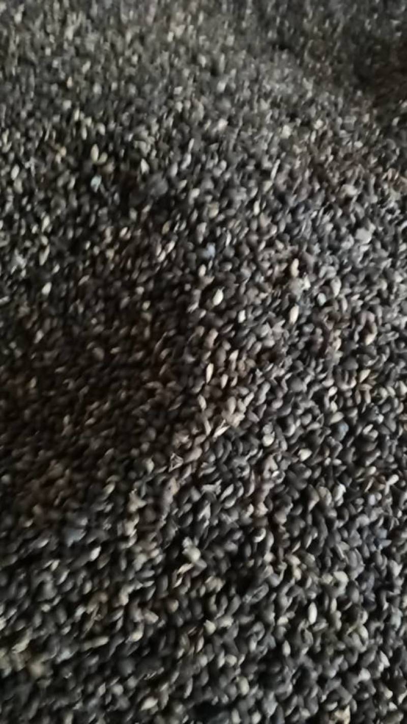 新鲜黄柏种子，优质原产地，种植养护简单，助您打造绿色家园，
