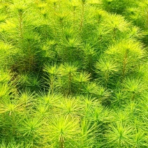 马尾松地苗大量上市，量大货优欢迎大家采购