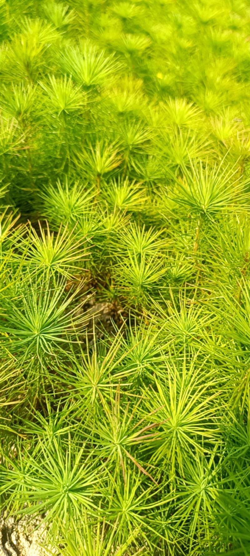 马尾松地苗大量上市，量大货优欢迎大家采购