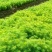 马尾松地苗大量上市，量大货优欢迎大家采购