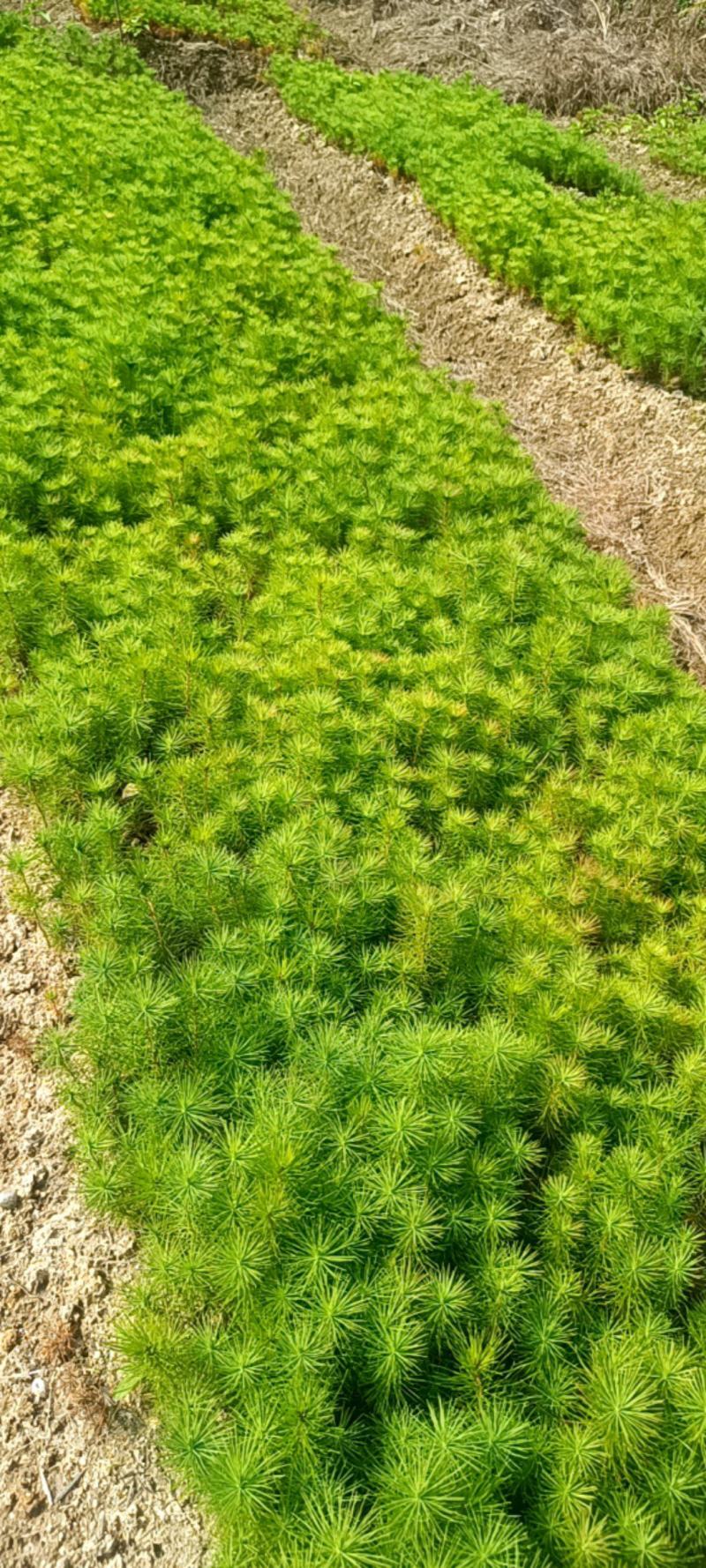 马尾松地苗大量上市，量大货优欢迎大家采购
