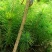 马尾松地苗大量上市，量大货优欢迎大家采购