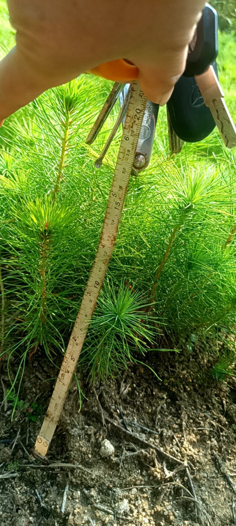 马尾松地苗大量上市，量大货优欢迎大家采购