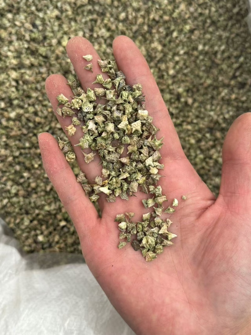 刺蒺藜蒺藜白蒺藜无硫实拍无杂质发货如图现货