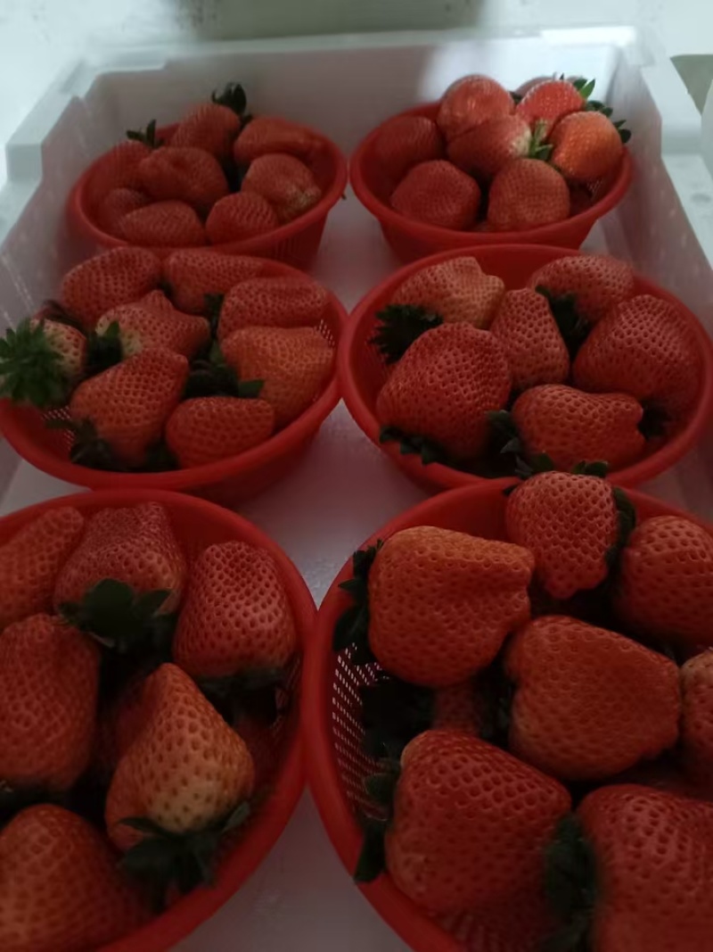 精品现摘礼盒草莓，大量供货，全国发货，量大从优
