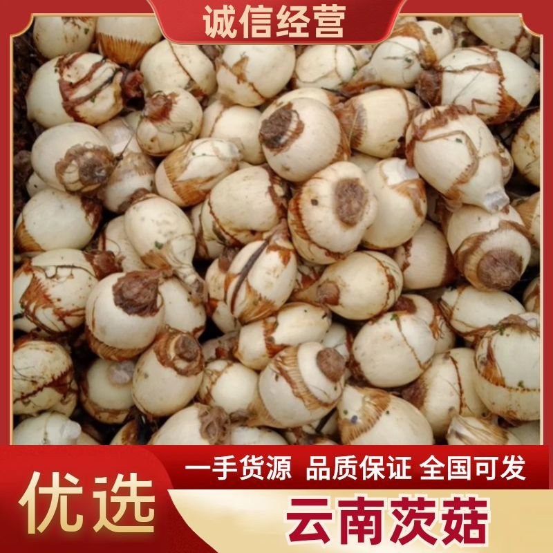 新鲜簕茨菇，无芽茨菇，曲靖当地产，品质保证
