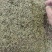 广州产地金银花，新鲜直供，健康养生，**特惠！