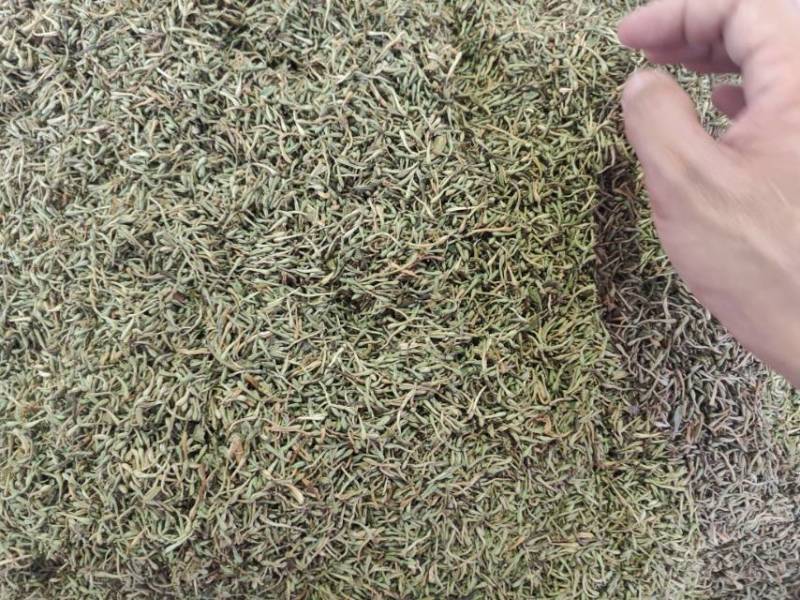 广州产地金银花，新鲜直供，健康养生，**特惠！