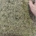 广州产地金银花，新鲜直供，健康养生，**特惠！