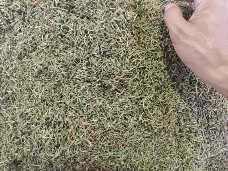 广州产地金银花，新鲜直供，健康养生，**特惠！