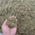 广州产地金银花，新鲜直供，健康养生，**特惠！