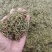 广州产地金银花，新鲜直供，健康养生，**特惠！