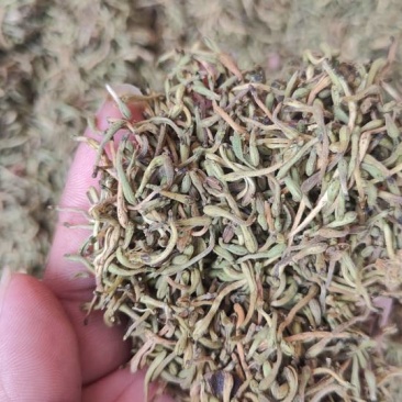 广州产地金银花，新鲜直供，健康养生，**特惠！