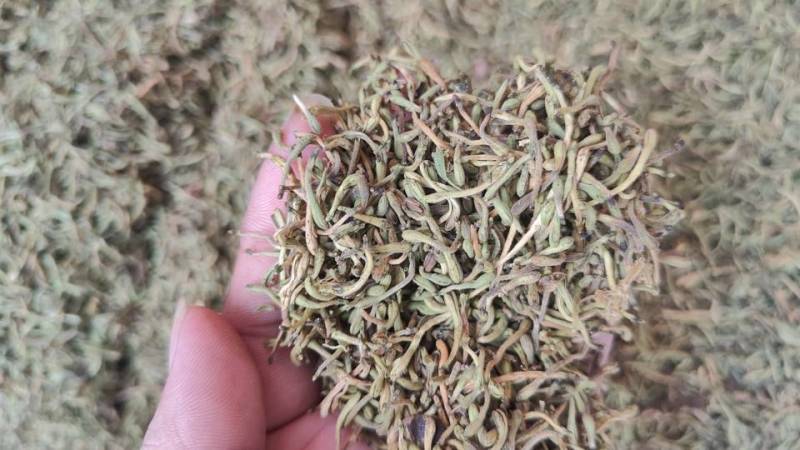广州产地金银花，新鲜直供，健康养生，**特惠！