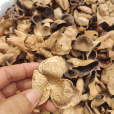 正宗新会十年老陈皮断片