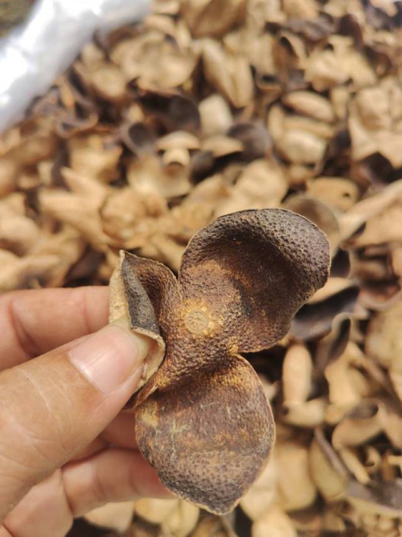 正宗新会十年老陈皮断片