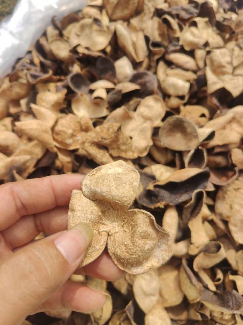 正宗新会十年老陈皮断片
