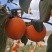 山东栖霞火罐柿子