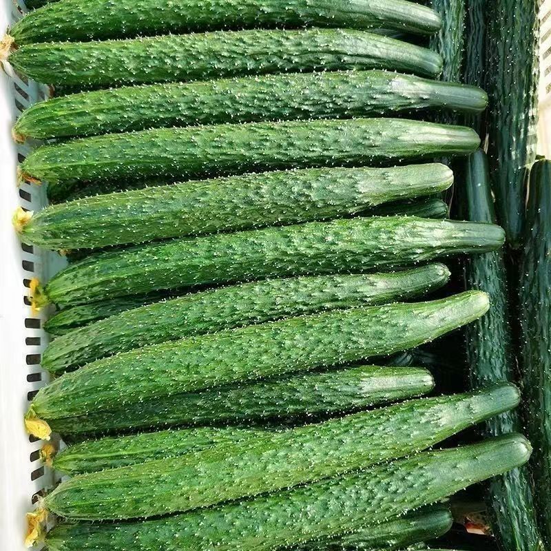 云南密刺黄瓜现摘现发品质保证一手货源量大从优