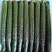 云南密刺黄瓜现摘现发品质保证一手货源量大从优