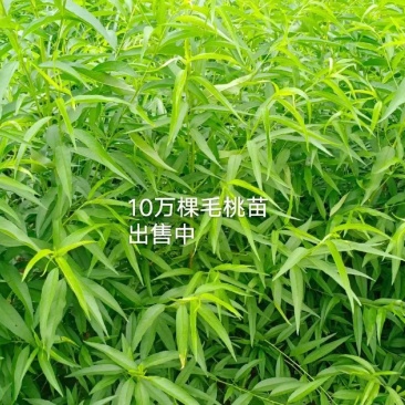 山东毛桃苗急售，品种齐全，视频看货电话联系详谈
