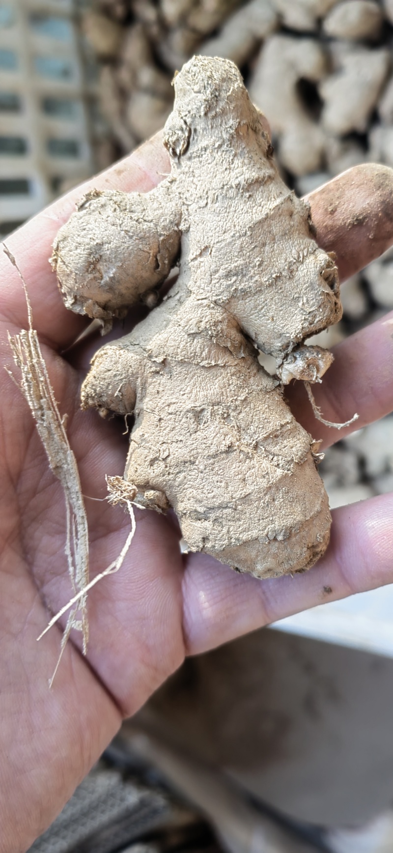 小姜姜母小姜母大量现货产地一手货源可物流发货