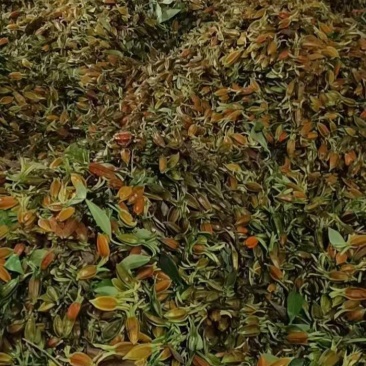 《畅销》广西大量黄栀子上市基地直发保质保量一条龙服务