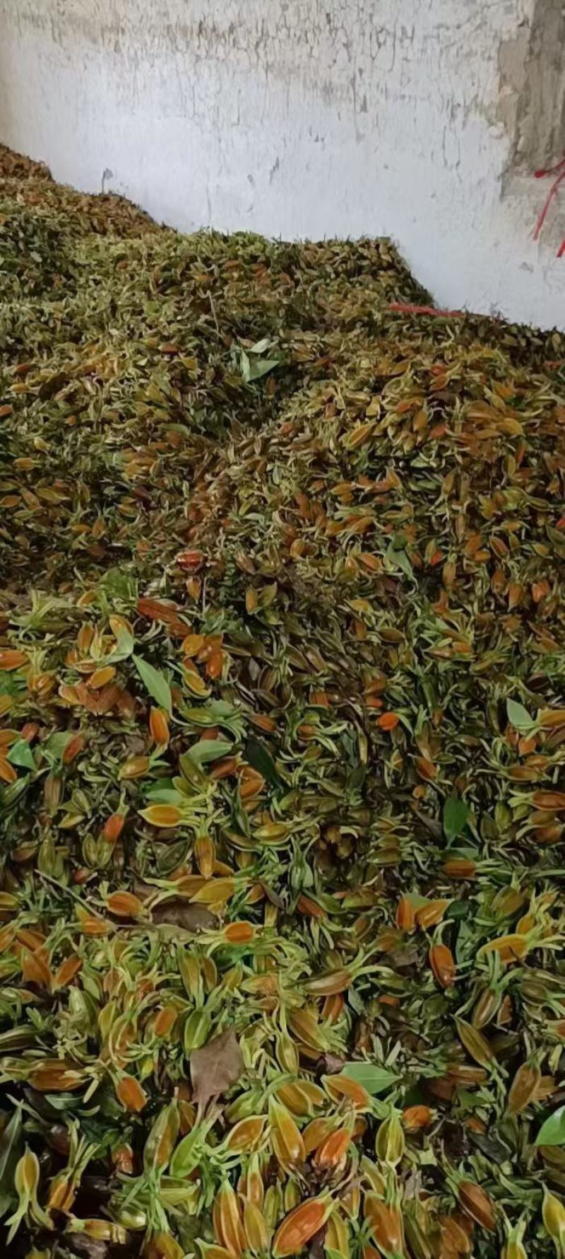 《畅销》广西大量黄栀子上市基地直发保质保量一条龙服务