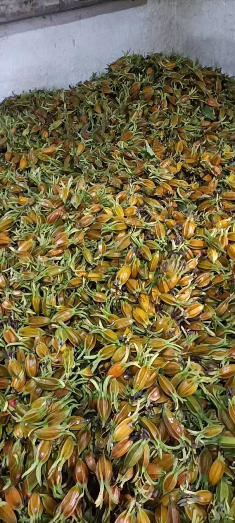 《畅销》广西大量黄栀子上市基地直发保质保量一条龙服务