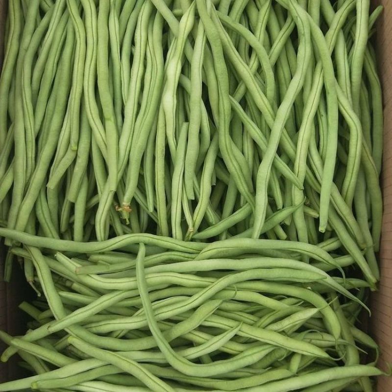 【货源充足】精品无筋豆大量供应对接电商商超市场