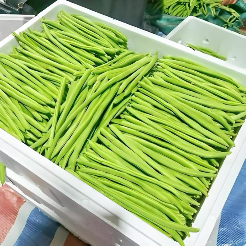 【货源充足】精品无筋豆大量供应对接电商商超市场