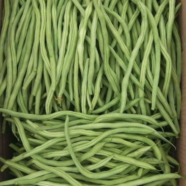 【货源充足】精品无筋豆大量供应对接电商商超市场