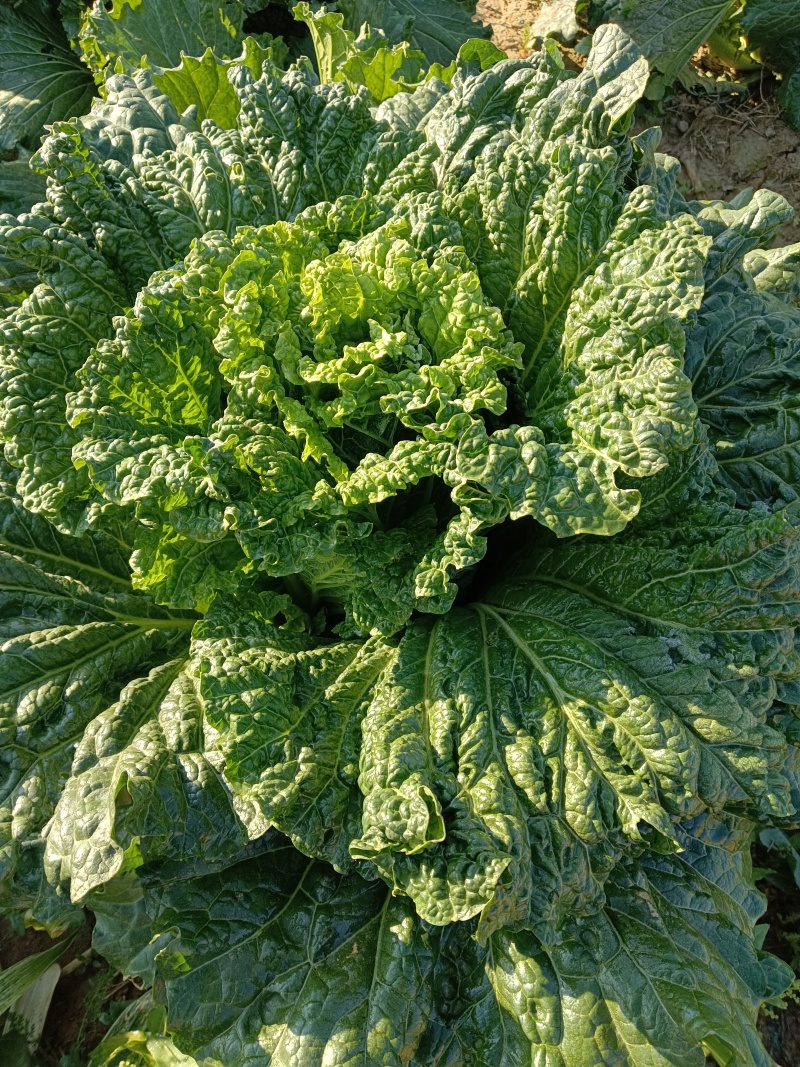 白菜
