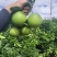 精品高原(冰糖橙/褚橙),产地直供,可批发可一件代发
