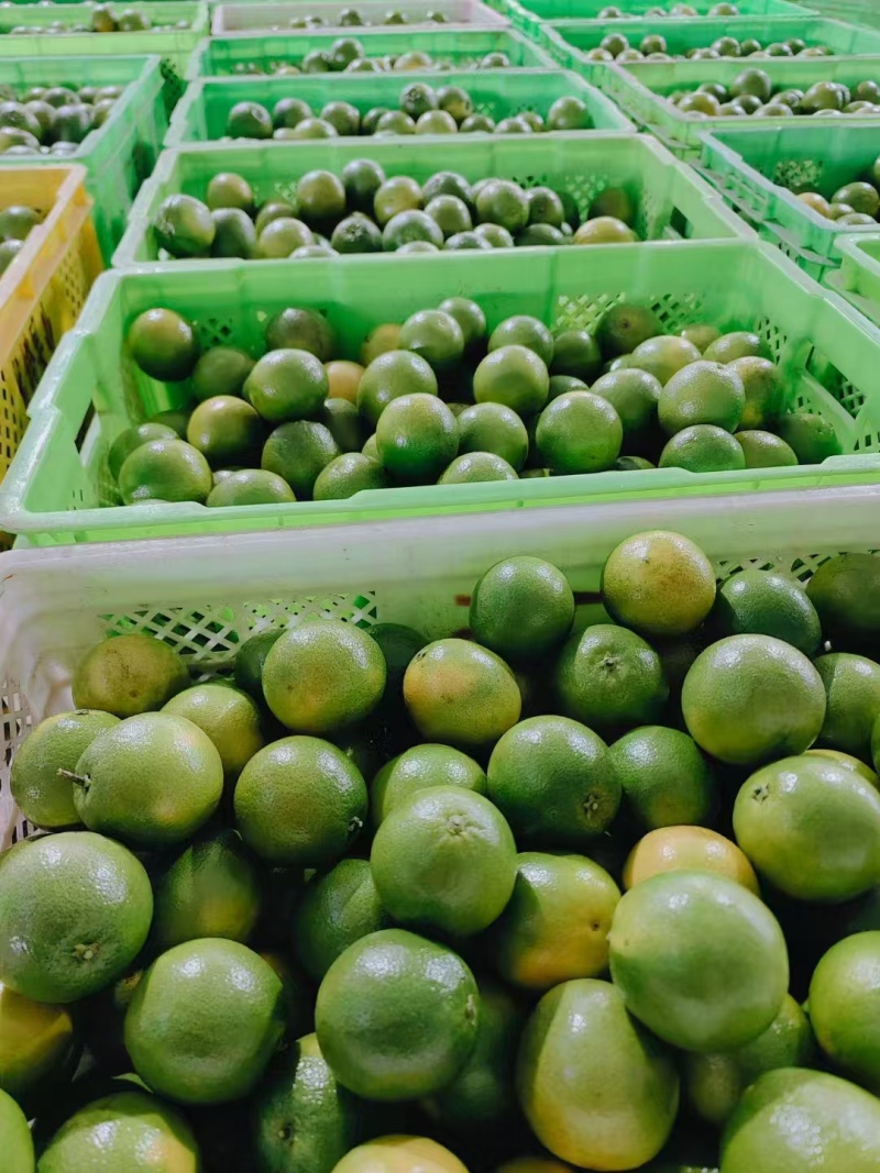 精品高原（冰糖橙/褚橙），产地直供，可批发可一件代发