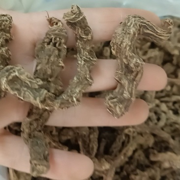 野生三七