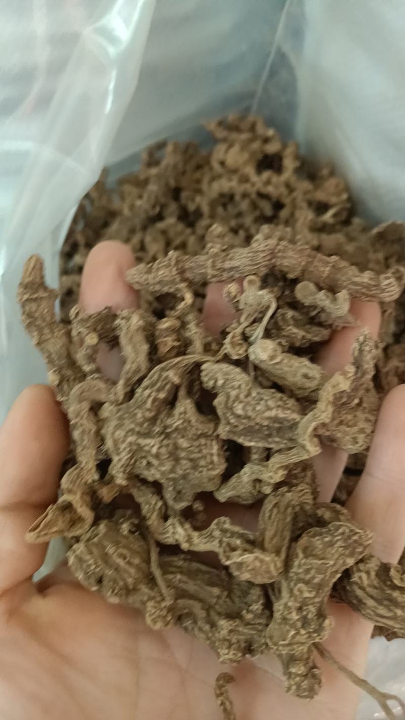 野生三七